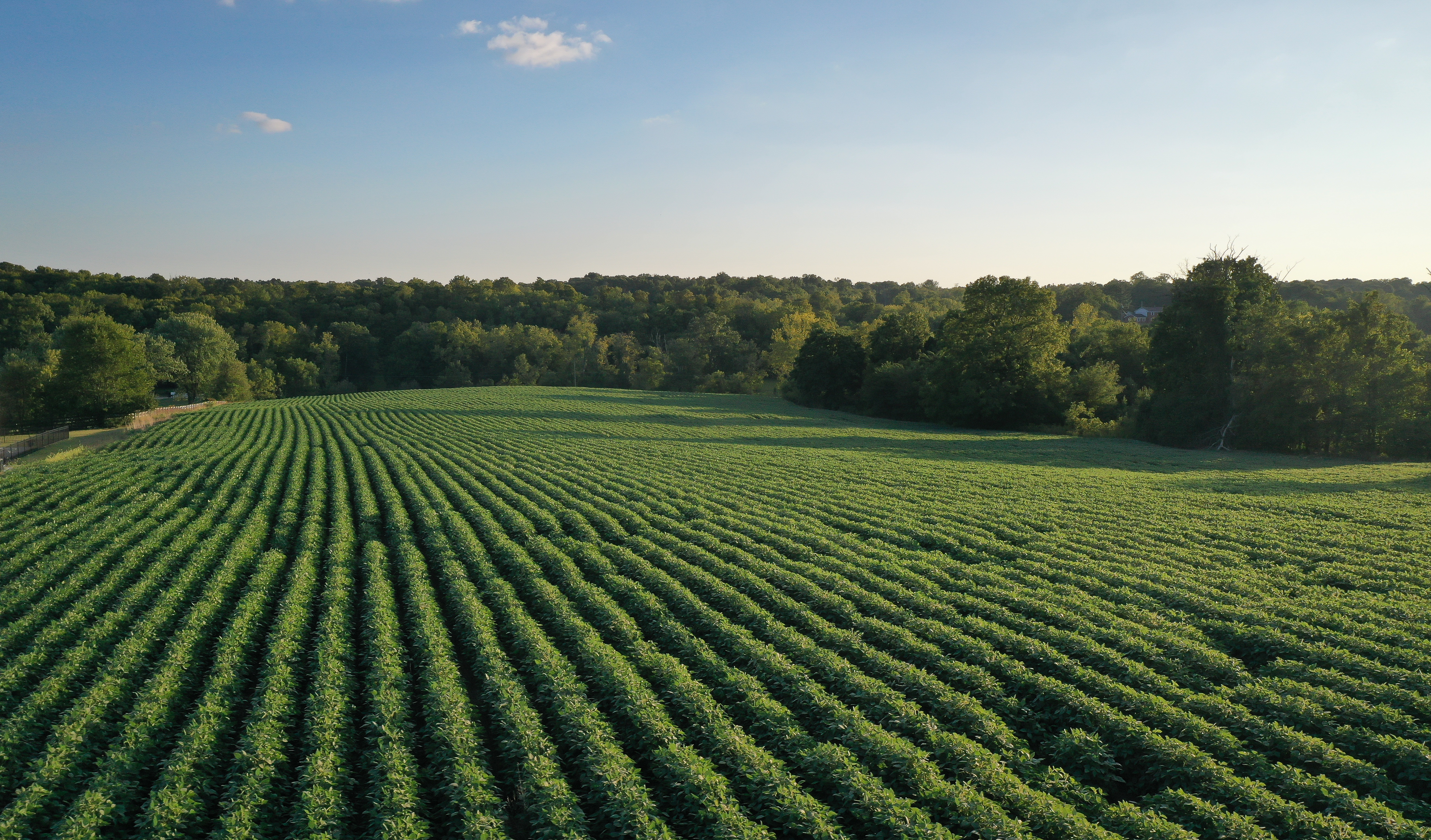 Kentucky Farmland Summer Aerial View of Soybean Crop